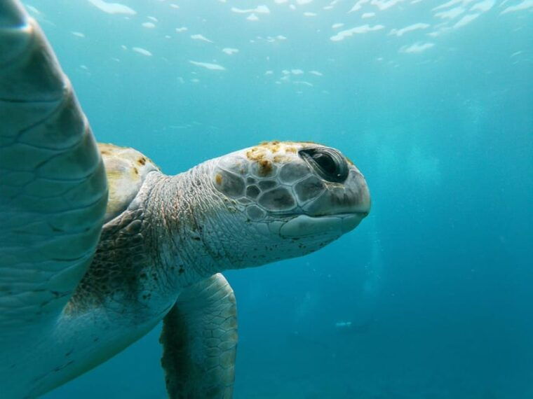 Tenerife: Snorkeling and Kayaking With Marine Life in Palm Mar - Safety Briefing and Preparation