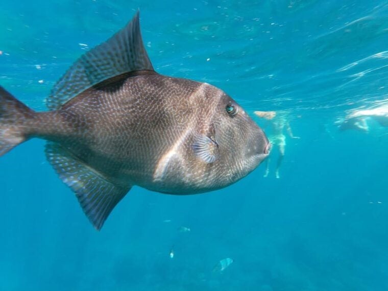 Tenerife: Snorkeling and Kayaking With Marine Life in Palm Mar - Capturing Memorable Moments With Photography