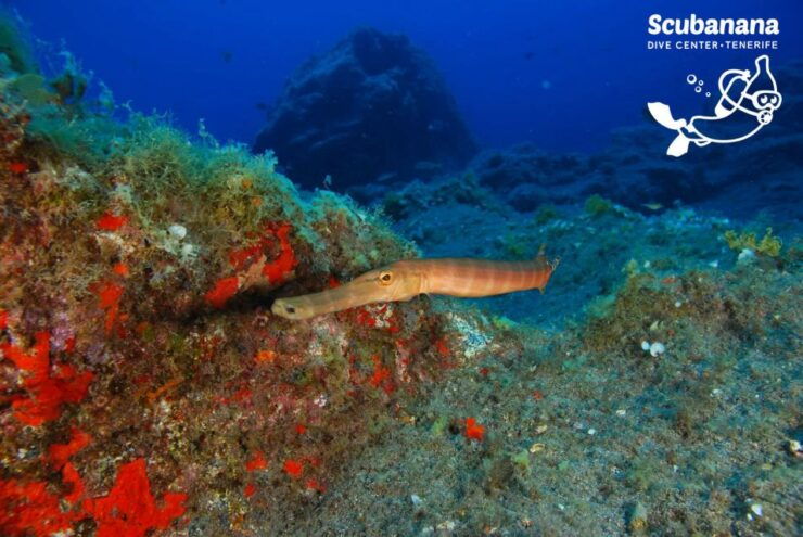 Tenerife: Snorkeling Equipment Rental in Radazul - Equipment and Assistance