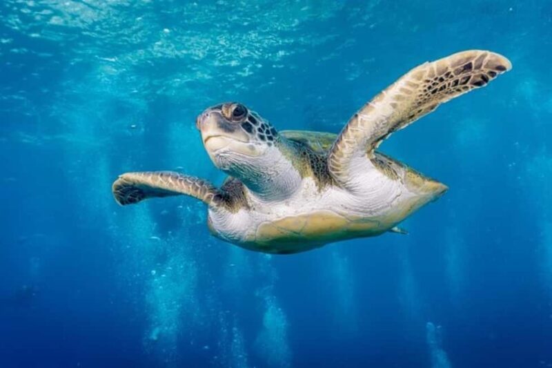 Tenerife: Snorkeling to look for Turtles and Rays - Authentic Experiences from Reviews
