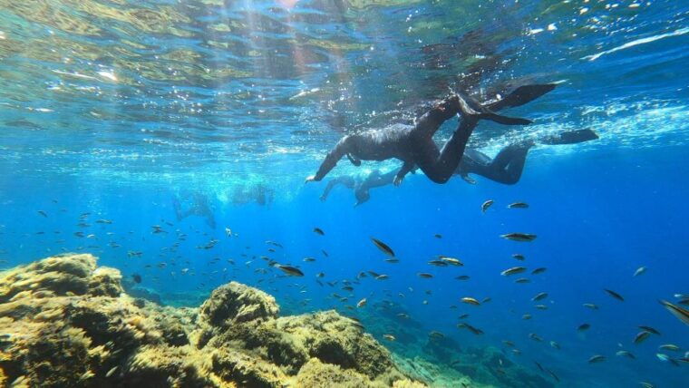 Tenerife: Snorkeling Tour in a Marine Protected Area - Marine Conservation Practices