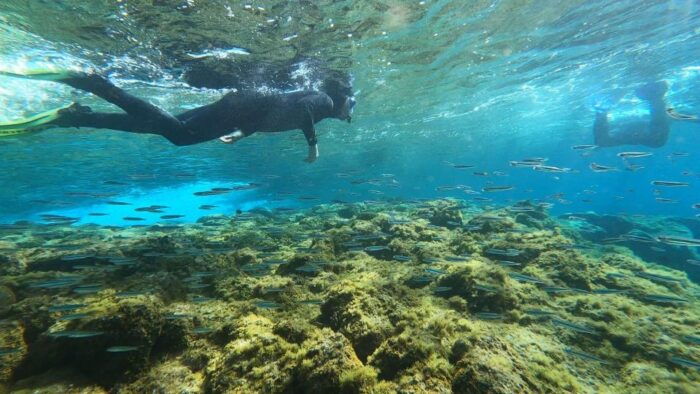 Tenerife: Snorkeling Tour in a Marine Protected Area - Getting to the Snorkeling Site