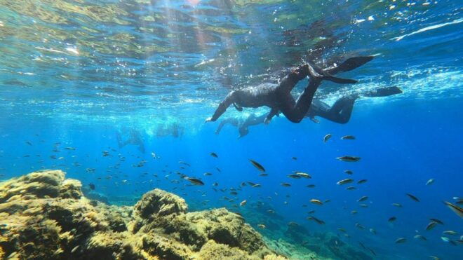 Tenerife: Snorkeling Tour in a Marine Protected Area - Important Information