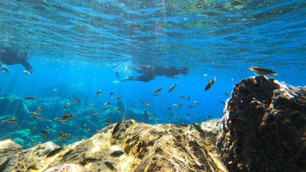 Tenerife: Snorkeling Tour in a Marine Protected Area - Multilingual Tour Guide