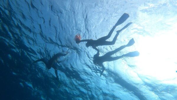 Tenerife: Snorkeling Tour in a Marine Protected Area - Common Questions