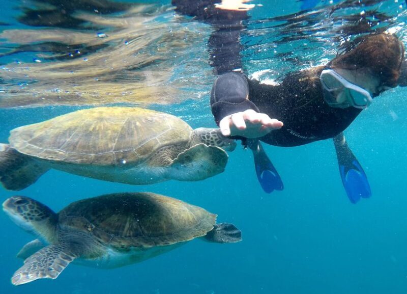 Tenerife: Snorkeling Trip in a Turtle Habitat - Authentic Experiences from Reviewers