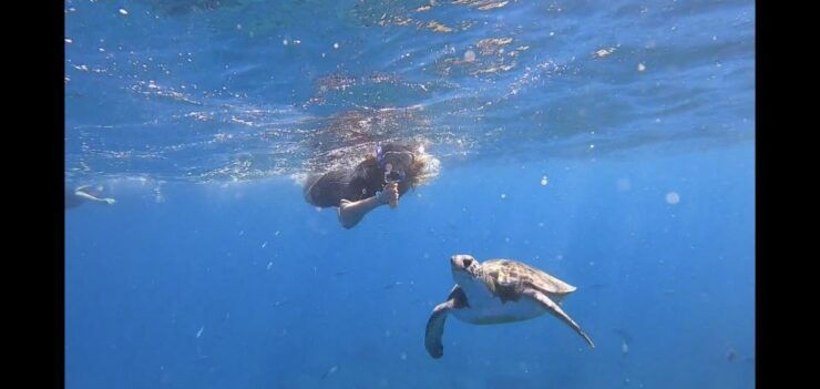 Tenerife: Snorkeling Trip in a Turtle Habitat - Activity Details