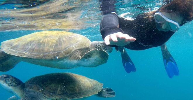 Tenerife: Snorkeling Trip in a Turtle Habitat - Full Description