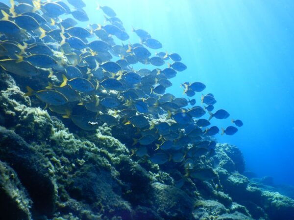 Tenerife : Snorkeling Underwater With Freediving Instructor - Important Information for Participants