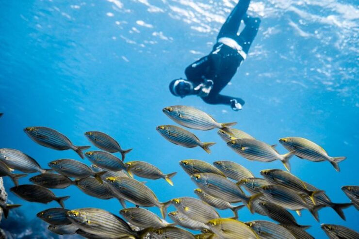 Tenerife : Snorkeling Underwater With Freediving Instructor - Participant Requirements and Logistics