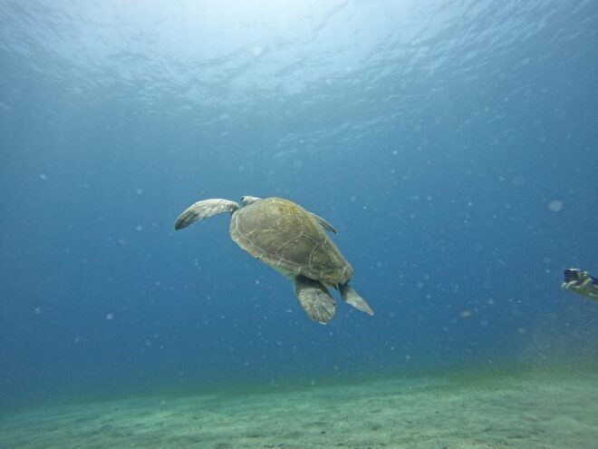 Tenerife South: Diving for Beginners in Adeje - Safety Protocols