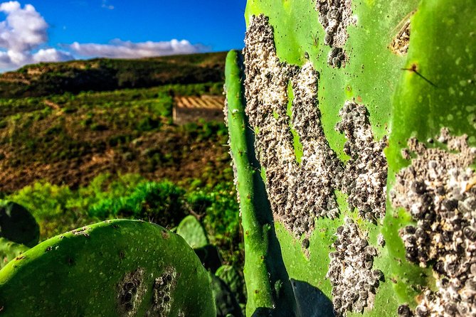 Tenerife South Private Tour: Secrets of the Volcanoes - Cancellation Policy