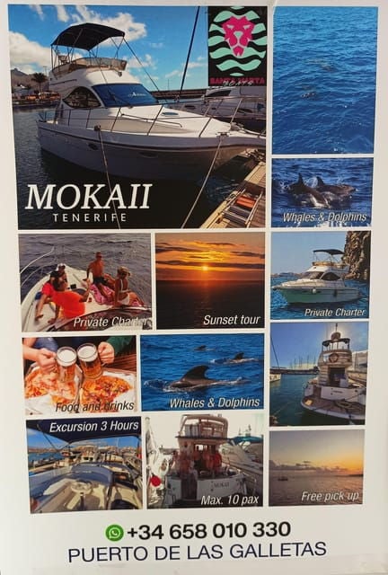 Tenerife South: Safari With Luxury Boat, Animal Encounters - Whale and Marine Animal Sightings