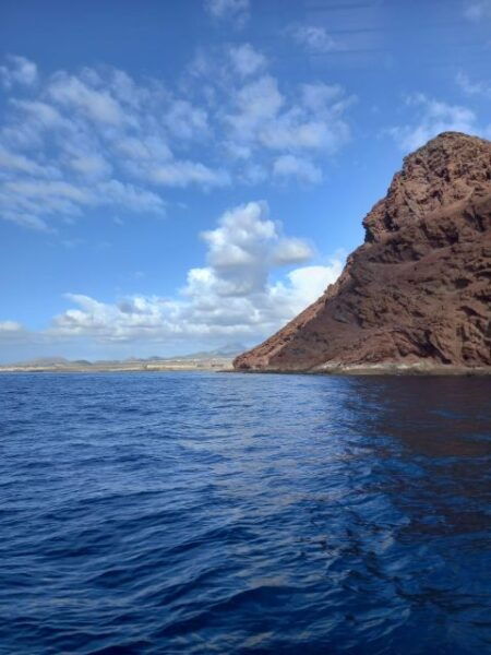 Tenerife South: Safari With Luxury Boat , Animal Encounters - Additional Tips