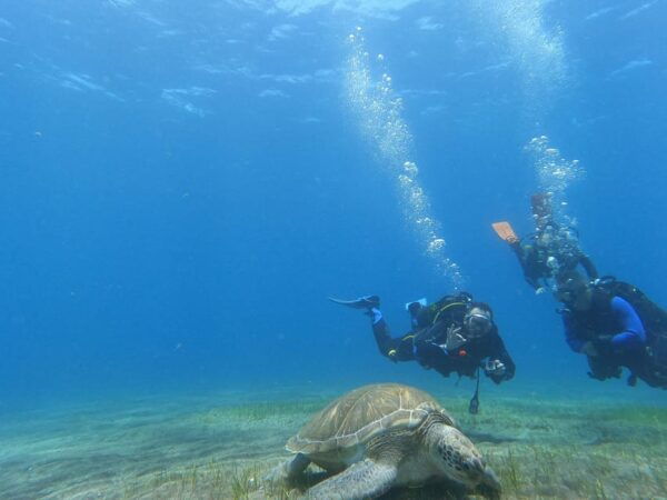 Tenerife South: Scuba Dive for Beginners in Adeje - Frequently Asked Questions