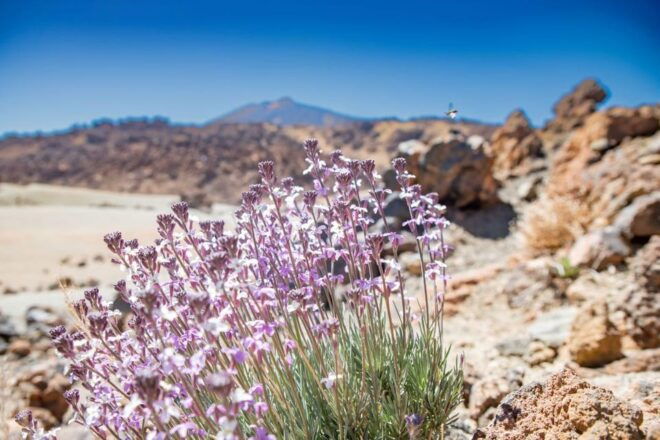 Tenerife: Teide, La Orotava, Icod De Los Vinos - Cultural and Historical Insights