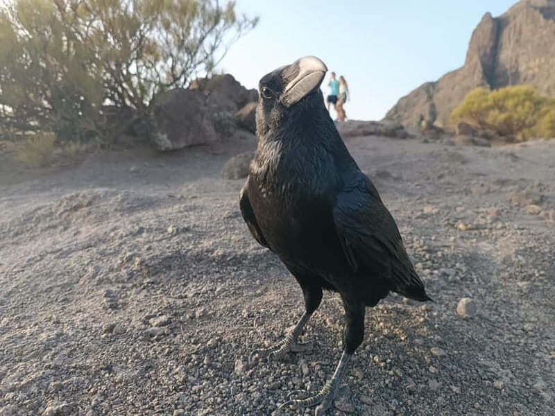 Tenerife: Teide, Masca, Garachico, and Sunset Exclusive Tour - FAQ