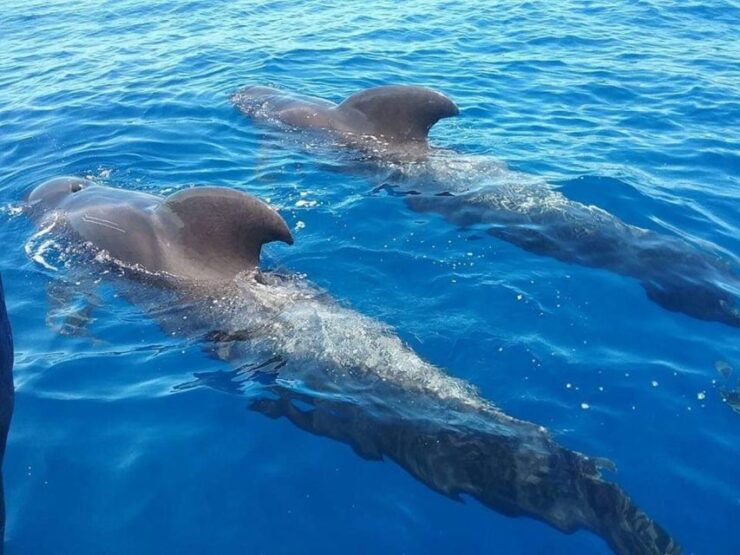 Tenerife: Teide National Park and Dolphins Sailboat Tour - Activity Details