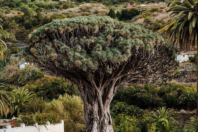 Tenerife Teide National Park Tour Including Volcano Teide and Masca - Booking Options
