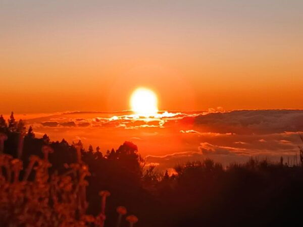 Tenerife: Teide & Stars + Guachinche Lunch + Cava Vip Tour - Customer Testimonials and Itinerary