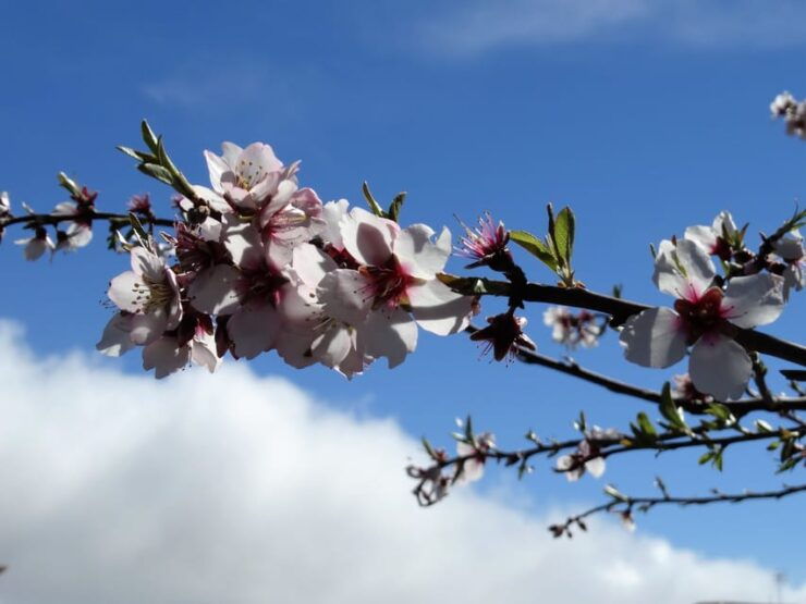 Tenerife: The Almond Blossom Trail - Good To Know