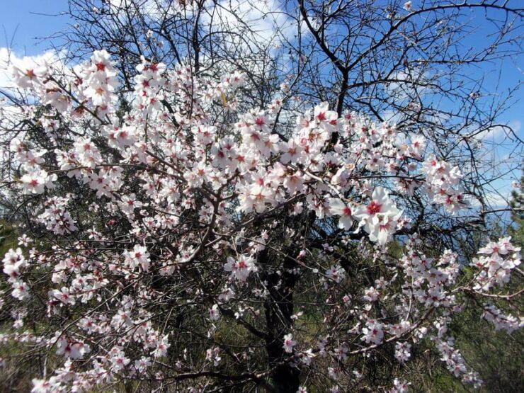 Tenerife: The Almond Blossom Trail - Experience Highlights