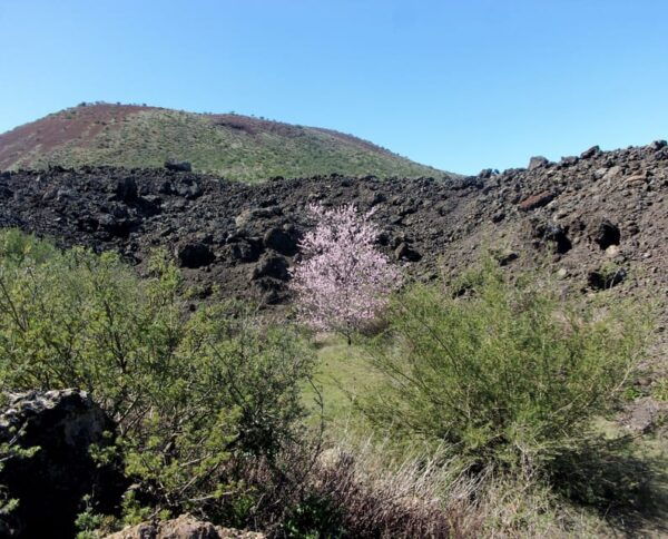 Tenerife: The Almond Blossom Trail - Preparing for the Hike