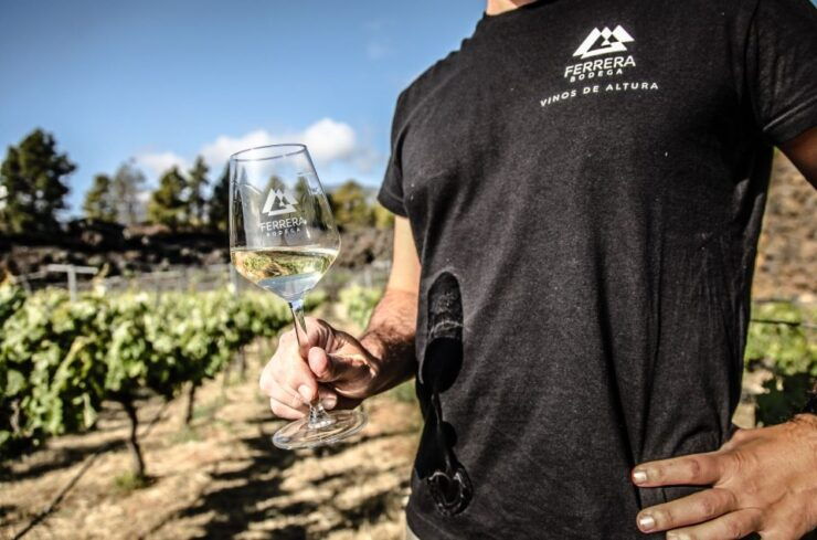 Tenerife: Tour of an Organic Vineyard With Tasting & Snacks - Experience Highlights