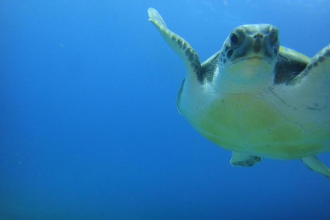 Tenerife Turtle and Snorkel Tour From Costa Adeje - Location Details