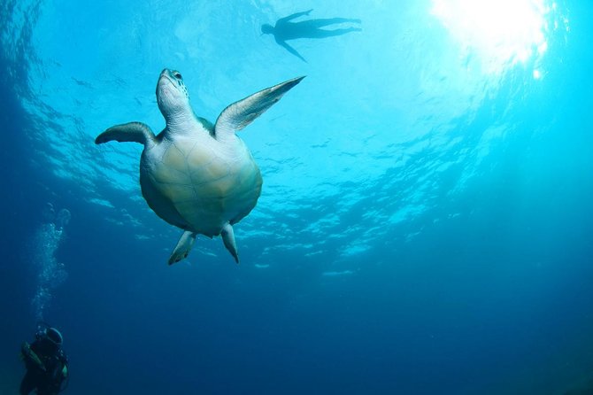 Tenerife Turtle and Snorkel Tour From Costa Adeje - Experience Highlights