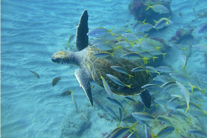 Tenerife Turtle and Snorkel Tour From Costa Adeje - What to Bring