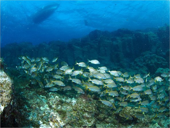Tenerife Turtle and Snorkel Tour From Costa Adeje - Booking Information