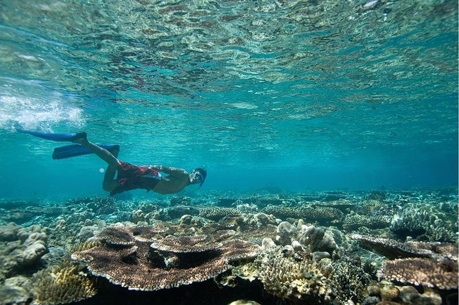 Tenerife Turtle and Snorkel Tour From Costa Adeje - Customer Reviews