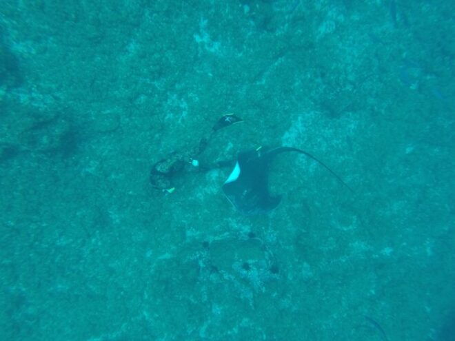 Tenerife: Underwater Lava Tongues Snorkel Excursion - Inclusions
