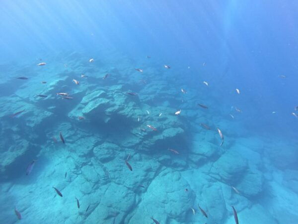 Tenerife: Underwater Lava Tongues Snorkel Excursion - Directions