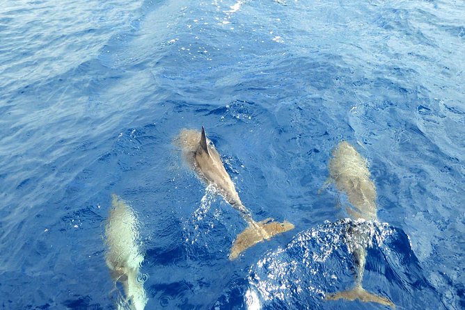 Tenerife Whale- and Dolphin-Watching Boat and Swimming Tour - Common Questions