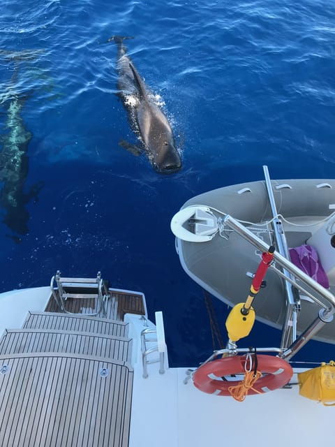 Tenerife: Whale and Dolphin Watching Boat Tour - Itinerary and Highlights