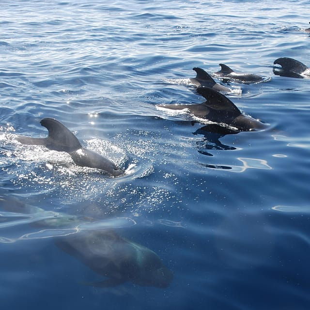 Tenerife: Whale and Dolphin Watching Boat Tour - Marine Life and Seasonal Sightings