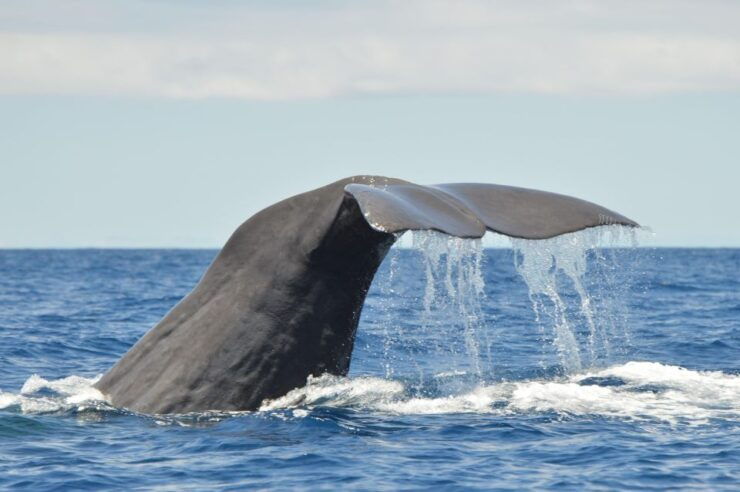 Tenerife: Whale and Dolphin Watching Boat Tour - About the Tour