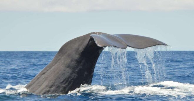 Tenerife: Whale and Dolphin Watching Boat Tour - Experience