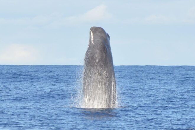 Tenerife: Whale and Dolphin Watching Boat Tour - Included