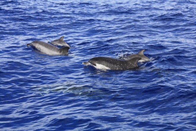 Tenerife: Whale and Dolphin Watching Boat Tour - Meeting Point