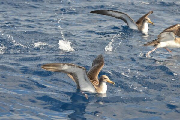 Tenerife: Whale and Dolphin Watching Boat Tour - Important Information