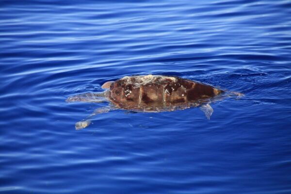 Tenerife: Whale and Dolphin Watching Boat Tour - The Sum Up