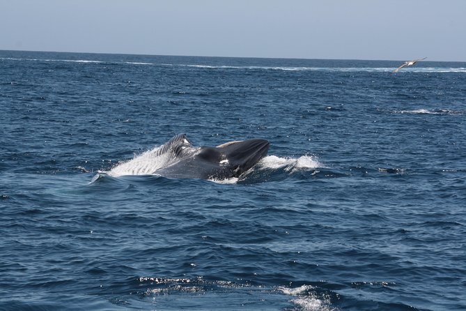 Tenerife: Whale and Dolphin Watching - Tour Details and Requirements