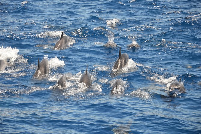 Tenerife: Whale and Dolphin Watching - The Sum Up