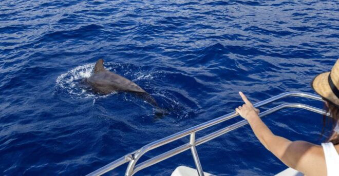 Tenerife: Whale and Dolphin Watching Tour by Sailboat - Customer Reviews