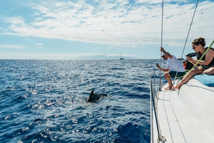 Tenerife: Whale & Dolphin Watching With Drinks and Snacks - Activity Details
