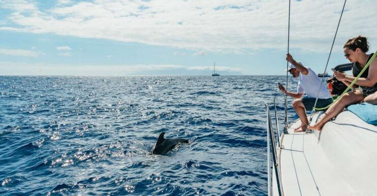 Tenerife: Whale & Dolphin Watching With Drinks and Snacks - Experience