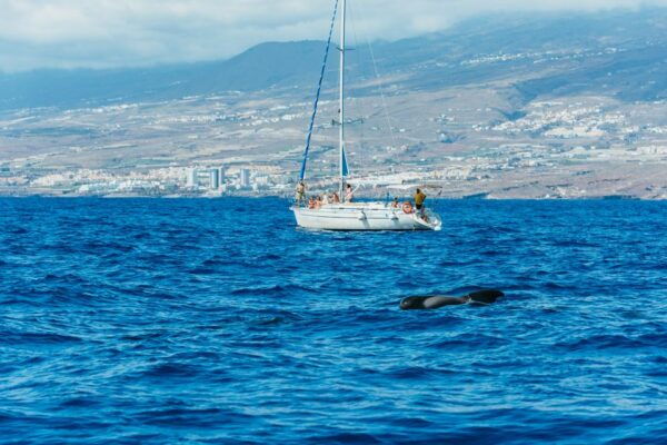 Tenerife: Whale & Dolphin Watching With Drinks and Snacks - Additional Reviews